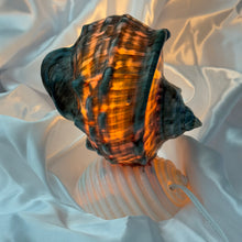 Load image into Gallery viewer, Seashell Lamp