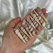 Load image into Gallery viewer, Turitella Shells