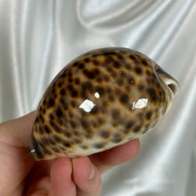 Load image into Gallery viewer, Tiger Cowrie Shell