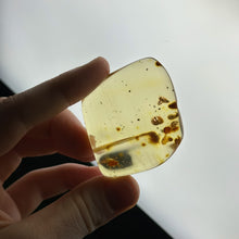 Load image into Gallery viewer, Copal Amber Specimen with Termites B