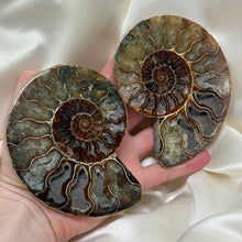 Load image into Gallery viewer, Naturally Iridescent Ammonite Matching Pair with Crystallized Inside B