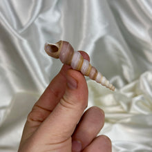Load image into Gallery viewer, Turitella Shells