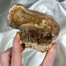 Load image into Gallery viewer, Petrified Wood Slab