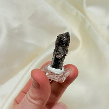 Load image into Gallery viewer, RARE Smoky Quartz on Petrified Wood Specimen from Arizona