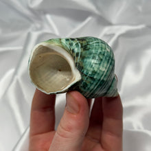 Load image into Gallery viewer, Green/Blue Turbo Shells