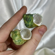 Load image into Gallery viewer, Green Turbo Seashells (Pearlized Inside)