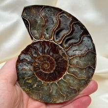 Load image into Gallery viewer, Naturally Iridescent Ammonite Matching Pair with Crystallized Inside B
