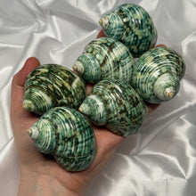 Load image into Gallery viewer, Green/Blue Turbo Shells