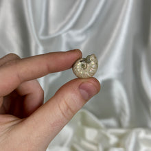 Load image into Gallery viewer, Opalized Ammonite Fossil A
