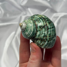 Load image into Gallery viewer, Green/Blue Turbo Shells