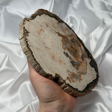Load image into Gallery viewer, Large Petrified Wood Slab B