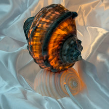 Load image into Gallery viewer, Seashell Lamp