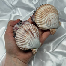 Load image into Gallery viewer, Clam Shells with Barnacles