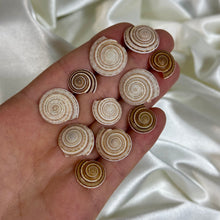 Load image into Gallery viewer, Sundial Shells