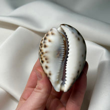 Load image into Gallery viewer, Purple Cowrie with Painted Sagittarius Zodiac Design