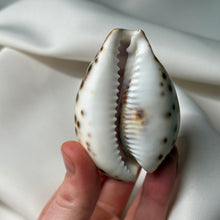 Load image into Gallery viewer, Purple Cowrie with Painted Pisces Zodiac Design