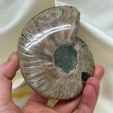 Load image into Gallery viewer, Naturally Iridescent Ammonite Matching Pair with Crystallized Inside A