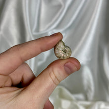 Load image into Gallery viewer, Opalized Ammonite Fossil A