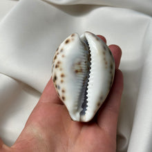 Load image into Gallery viewer, Purple Cowrie with Painted Aquarius Zodiac Design