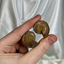 Load image into Gallery viewer, Ammonite Fossil Pair E
