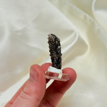 Load image into Gallery viewer, RARE Smoky Quartz on Petrified Wood Specimen from Arizona