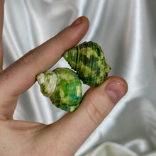 Load image into Gallery viewer, Green Turbo Seashells (Pearlized Inside)