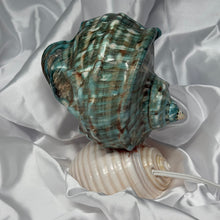 Load image into Gallery viewer, Seashell Lamp