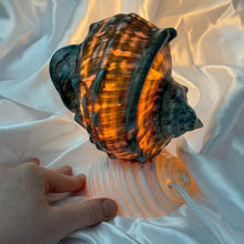 Load image into Gallery viewer, Seashell Lamp