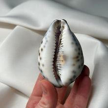 Load image into Gallery viewer, Purple Cowrie with Painted Leo Zodiac Design