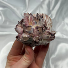 Load image into Gallery viewer, Clam Shells with Barnacles