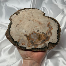 Load image into Gallery viewer, Large Petrified Wood Slab B