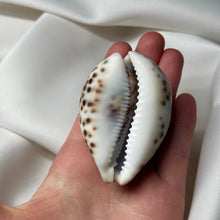 Load image into Gallery viewer, Purple Cowrie with Painted Gemini Zodiac Design