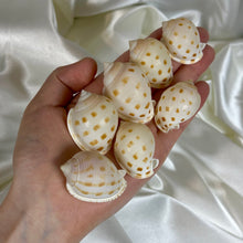 Load image into Gallery viewer, Bonnet Shells