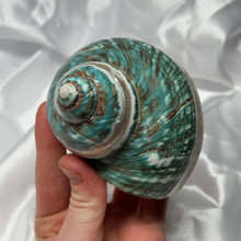 Load image into Gallery viewer, Green/Blue with Pearlized Stripes Turbo Shell A