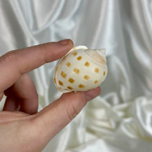 Load image into Gallery viewer, Bonnet Shells