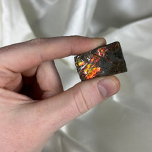 Load image into Gallery viewer, Gem Ammolite Specimen D