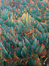 Load image into Gallery viewer, Kabamby Ocean Jasper Palmstone F