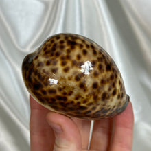 Load image into Gallery viewer, Tiger Cowrie Shell