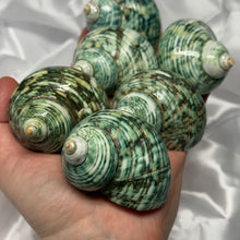 Load image into Gallery viewer, Green/Blue Turbo Shells