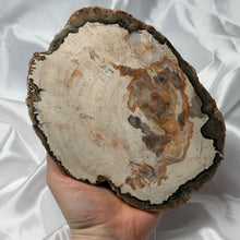 Load image into Gallery viewer, Large Petrified Wood Slab B
