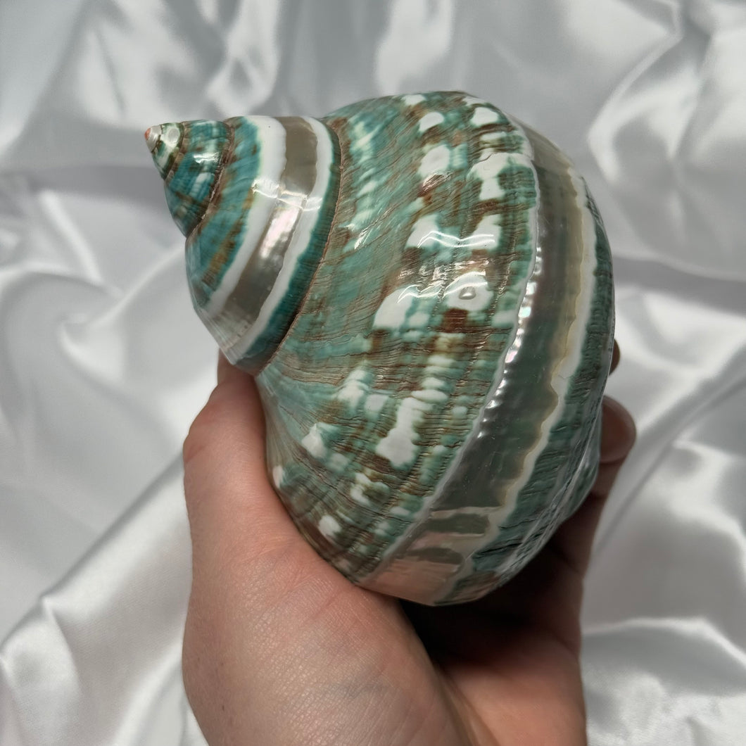 Green/Blue with Pearlized Stripes Turbo Shell B