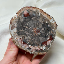 Load image into Gallery viewer, Petrified Wood Slab
