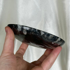 Orthoceras Fossil Bowl C