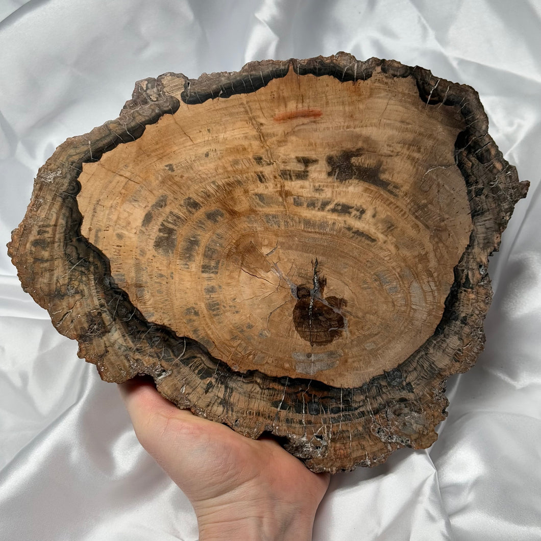 XL Petrified Wood Slab A