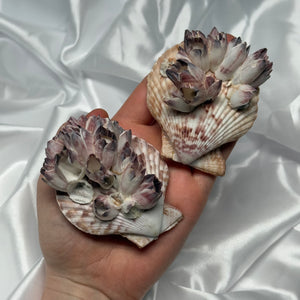 Clam Shells with Barnacles