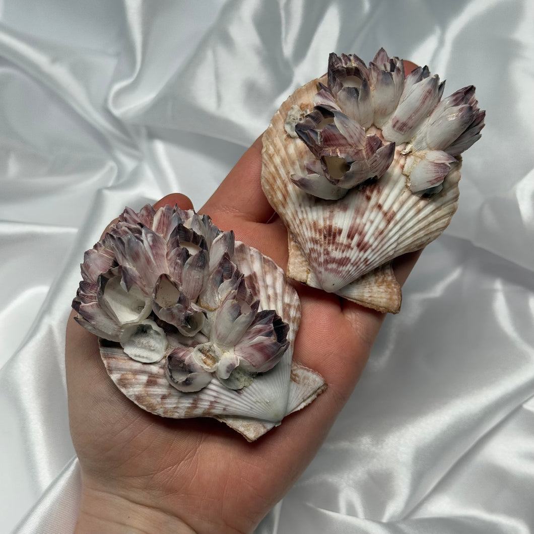 Clam Shells with Barnacles