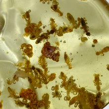 Load image into Gallery viewer, AAA Baltic Amber Specimen with Dozens of Trapped Bugs
