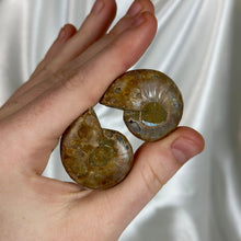 Load image into Gallery viewer, Ammonite Fossil Pair B
