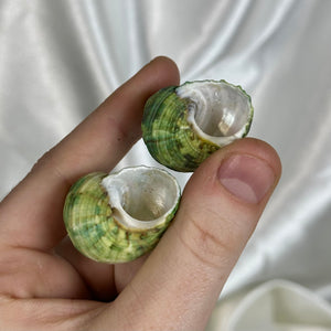 Green Turbo Seashells (Pearlized Inside)
