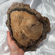 Load image into Gallery viewer, XL Petrified Wood Slab A
